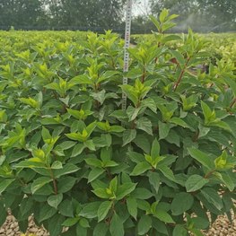 Гортензия метельчатая Строберри Блоссом (Strawberry Blossom)