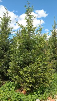 Ель обыкновенная крупномер 500-600см