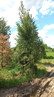 Ель обыкновенная крупномер 500-600см
