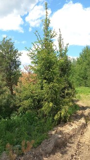 Ель обыкновенная крупномер 500-600см