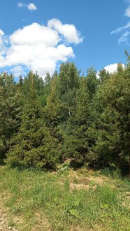 Ель обыкновенная крупномер 500-600см