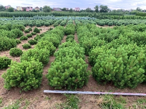 Сосна горная Офир (Ophir)