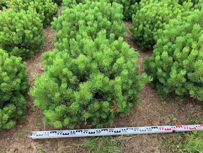 Сосна горная Офир (Ophir)