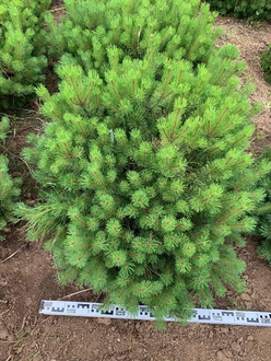 Сосна горная Офир (Ophir)