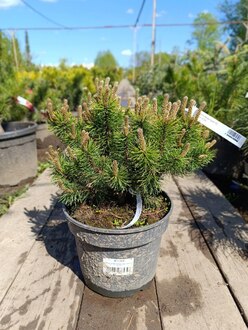 Сосна горная Офир (Ophir)