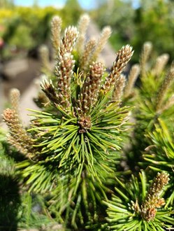 Сосна горная Офир (Ophir)