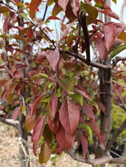 Яблоня декоративная "Пионерка"