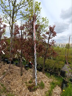 Яблоня декоративная "Пионерка"