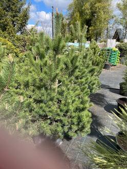 Сосна горная Унцината (Uncinata)