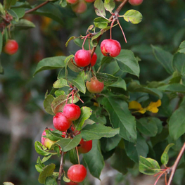 Яблоня декоративная Келсей (Kelsey)