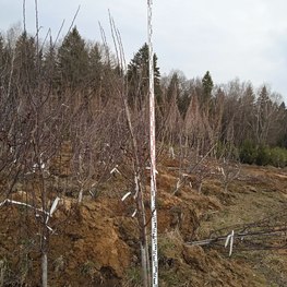 Яблоня декоративная Келсей (Kelsey)