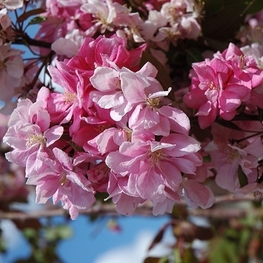 Яблоня декоративная Келсей (Kelsey)