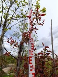 Яблоня декоративная Келсей (Kelsey)