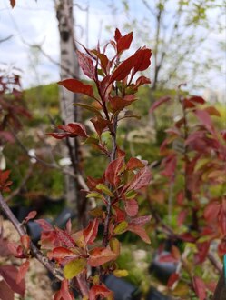 Яблоня декоративная Келсей (Kelsey)