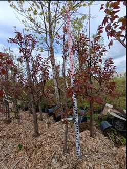 Яблоня декоративная Келсей (Kelsey)