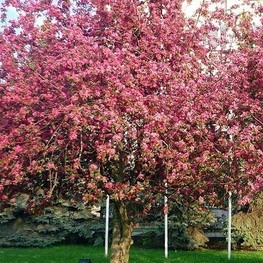 Яблоня декоративная Келсей (Kelsey)