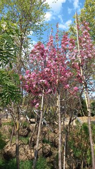Яблоня декоративная Пинк Спаерс (Pink Spires)