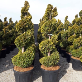 Туя западная Йеллоу Риббон (Yellow Ribbon) Спираль