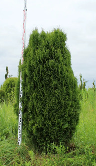 Туя западная "Смарагд" (шар,капля)