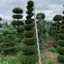 Туя западная "Смарагд" спираль