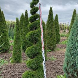 Туя западная "Смарагд" спираль