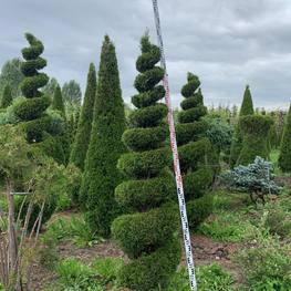 Туя западная "Смарагд" спираль