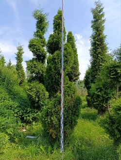 Туя западная "Смарагд" спираль