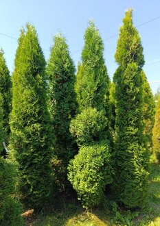 Туя западная "Смарагд" спираль