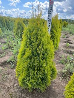 Туя западная Голден Смарагд (Smaragd) конус