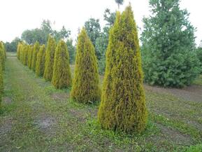 Туя западная Голден Смарагд (Smaragd) конус