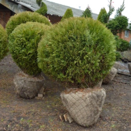 Туя западная "Глобоза" шар