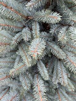 Ель колючая "Фэт Альберт" формированная