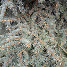 Ель колючая "Хупси" формированная