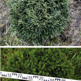 Ель обыкновенная Нидиформис (Nidiformis)