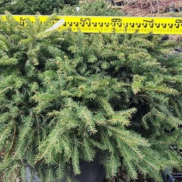 Ель обыкновенная Нидиформис (Nidiformis)