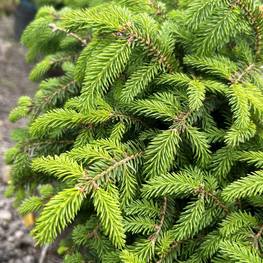 Ель обыкновенная Нидиформис (Nidiformis)