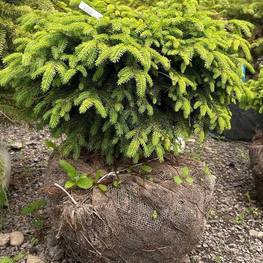 Ель обыкновенная Нидиформис (Nidiformis)