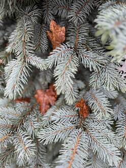 Ель колючая "Беби Блю" сформированная