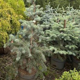 Ель колючая "Эдит" формированная