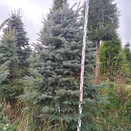 Ель колючая "Эдит" формированная