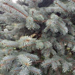 Ель колючая "Эдит" формированная