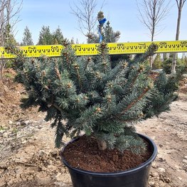 Ель колючая "Глаука Глобоза" формированная