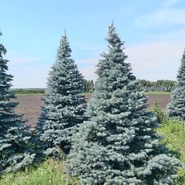 Ель колючая "Глаука" формированная
