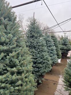 Ель колючая "Глаука" формированная