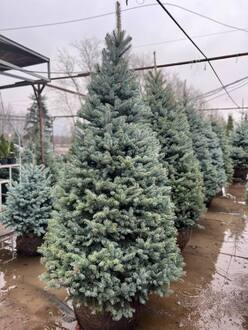 Ель колючая "Глаука" формированная