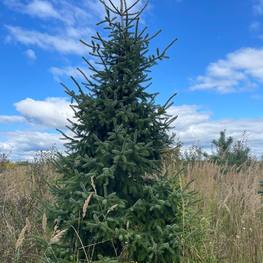 Ель сербская формированная