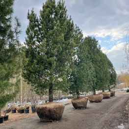 Сосна кедровая сибирская формированная