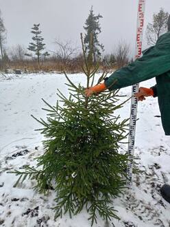 Новогодняя живая ель (срез 150-250 см)