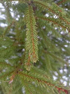 Новогодняя живая ель (срез 150-250 см)