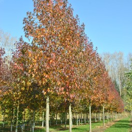 Ликвидамбар стираксовый Уорплсдон (Worplesdon)